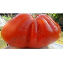 Редкие сорта томатов Красная Груша 